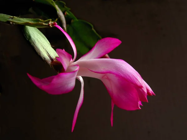 Bonitas Flores Hojas Schlumbergera Suculenta Epifyllum Primer Plano — Foto de Stock