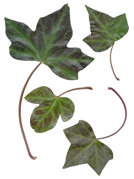 Arrangement Green Leaves Creeper Hedera Helix Evergreen Plant — Stock Photo, Image