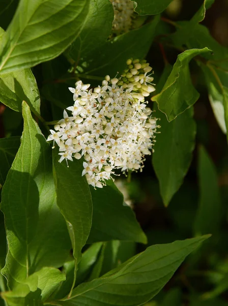 Fiori Bianchi Del Cespuglio Cornus Alba Primavera — Foto Stock