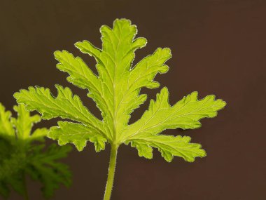 sardunya bitkisinin yeşil yaprakları Pelargonium mezarları