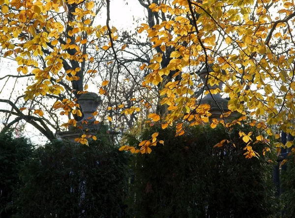 Beech Tree Yellow Autumn Leaves Scenic — Stock Photo, Image