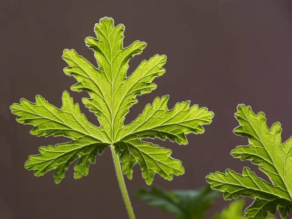 ハーブ植物ゼラニウムの緑の葉ペラルゴニウムのグラジオレン — ストック写真