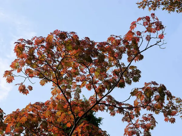Feuilles Automne Multicolores Acer Japonikum — Photo