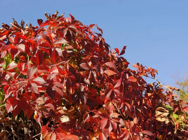 Κόκκινο Φθινοπωρινό Φύλλωμα Του Φυτού Parthenocissus Quinquefolium — Φωτογραφία Αρχείου