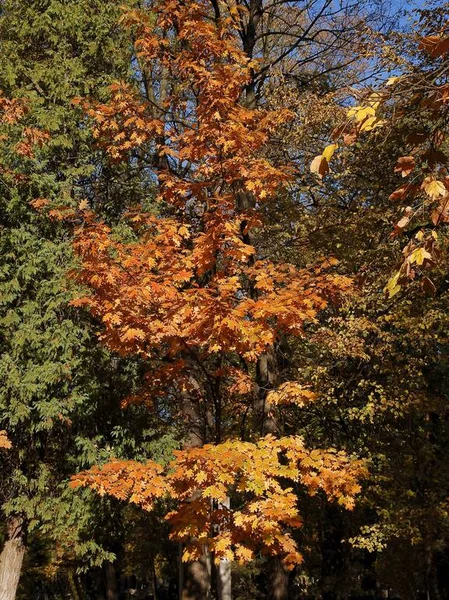 Кленовые Деревья Желтыми Осенними Листьями Живописные — стоковое фото