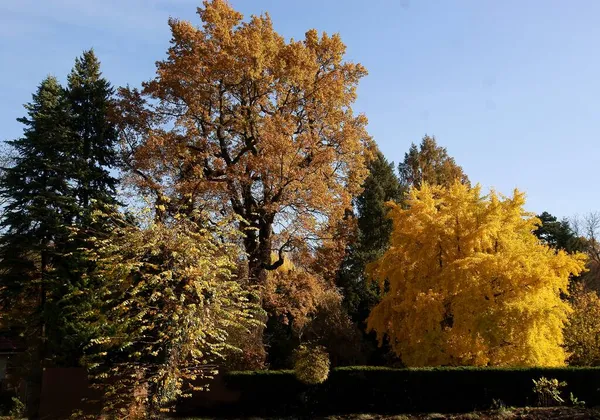 Гинкго Билоба Другие Деревья Желтой Листвы Осенью — стоковое фото