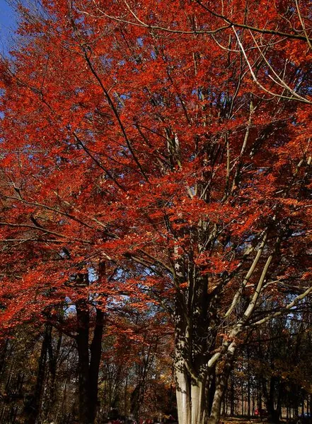 秋に紅葉したブナの木 — ストック写真