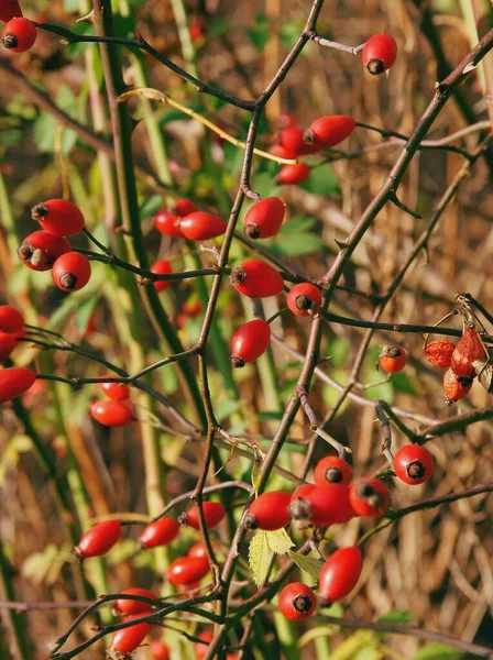 Red Edible Wholesome Fruits Rosa Canina Wild Bush — Stock Photo, Image