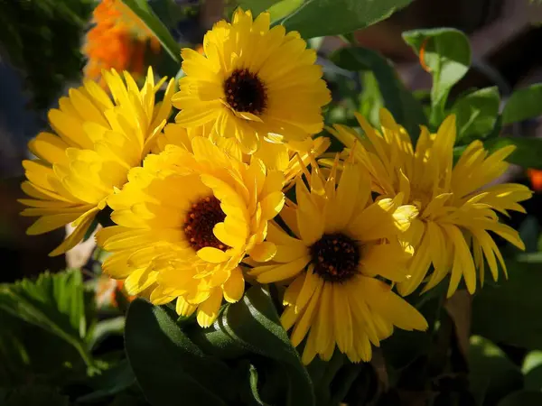 Flores Amarillas Naranjas Planta Caléndula Cerca — Foto de Stock