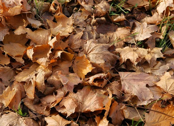 Gula Torra Fallna Löv Lönnträd Som Gyllene Höstmatta — Stockfoto