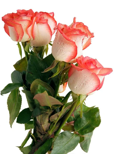 22,745 Happy Birthday Roses Stock Photos - Free & Royalty-Free Stock Photos  from Dreamstime