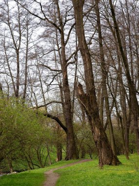 Bahar manzarasında yapraksız ağaçlar