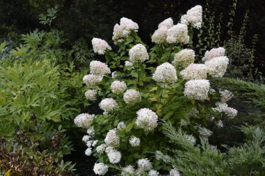 Ortanca çalılarının beyaz çiçekleri. Yaklaş.