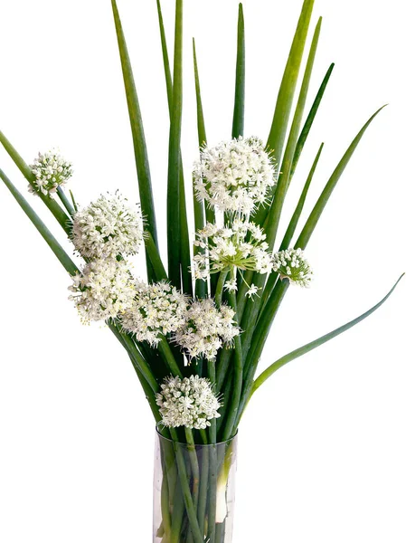 Pequenas Flores Brancas Fábrica Verdura Cebola Perto — Fotografia de Stock