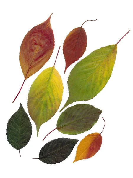 Sonbaharda Çok Renkli Yaprakların Düzenlenmesi Izole Edilmiş — Stok fotoğraf
