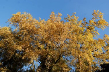 Yaprak döken ağaçların sarı ve çok renkli yapraklarıyla sonbahar manzarası