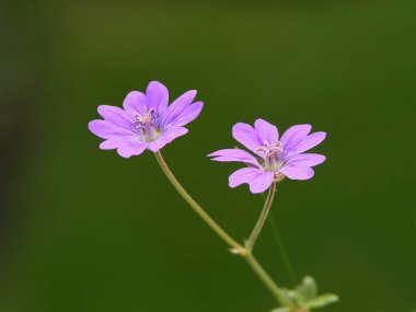 Yaban sardunya bitkisinin küçük, mor çiçekleri