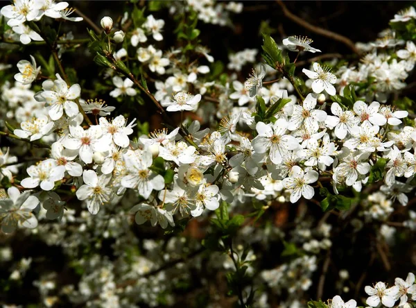 Beyaz Çiçekler Prunus Serrulata Ağacı Baharda Kapanıyor — Stok fotoğraf