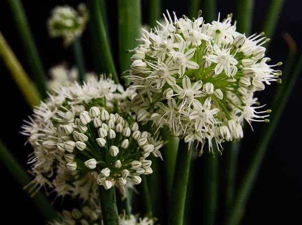 Білі Маленькі Квіти Цибулі Овочева Рослина Крупним Планом — стокове фото