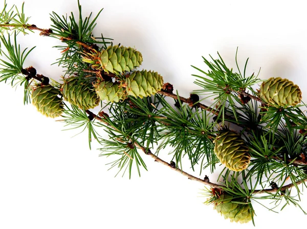 Larch Tree Green Needles Cones — Foto Stock
