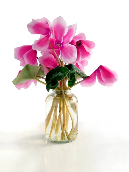 Vrij Roze Cyclamens Geïsoleerd Close — Stockfoto