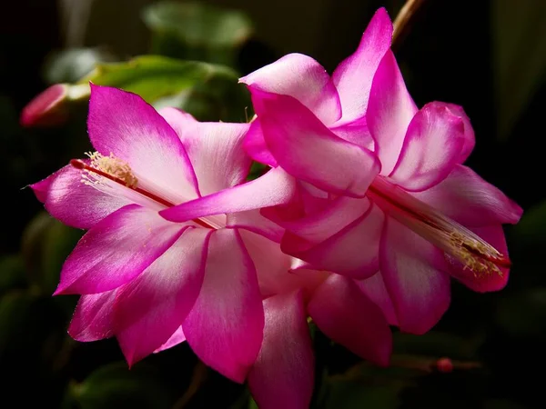 Bonitas Flores Roxas Epiphyllum Suculento Vaso Planta Perto — Fotografia de Stock