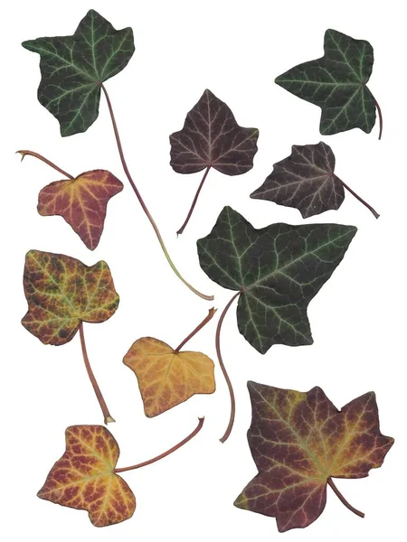 Arrangement Green Multicolor Leaves Hedera Heliks Creeper Isolated — Zdjęcie stockowe