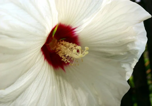 ハイビスカス植物の白と赤の花が近づくと — ストック写真