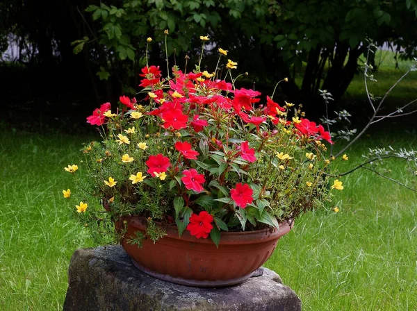 Flores Rojas Amarillas Maceta Como Decoración Jardín —  Fotos de Stock