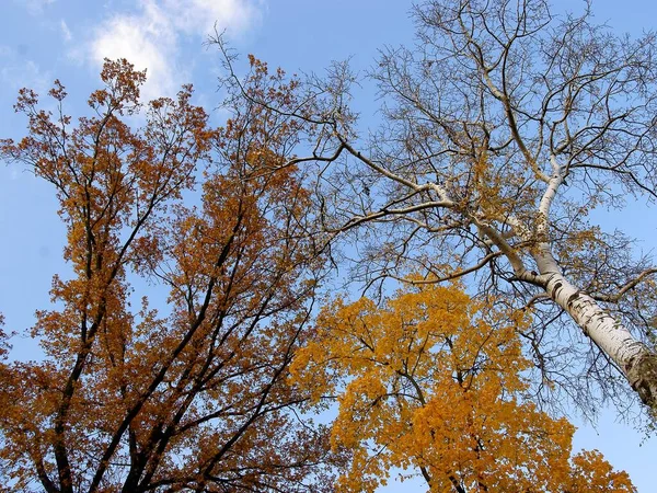 Podzimní Scenérie Žlutým Vícebarevným Listím Listnatých Stromů — Stock fotografie