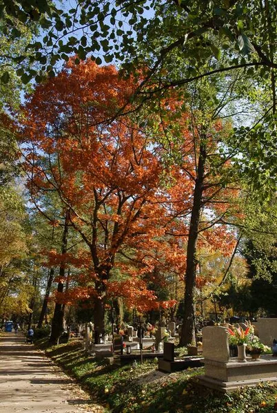 Autumnal Scenery Yellow Multicolor Foliage Deciduous Trees — стоковое фото