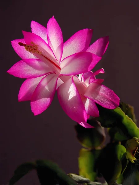 Красиво Фіолетові Квіти Рослини Сукулентним Горщиком — стокове фото