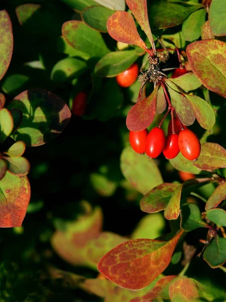 Red Fruits Berberis Vulgaris Bush Autumn — Stock Photo, Image