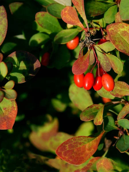 Frutti Rossi Del Cespuglio Berberis Vulgaris Autunno — Foto Stock