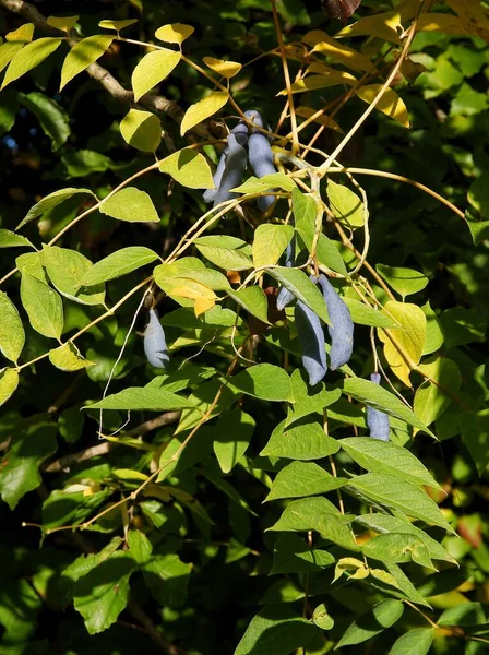 Lila Früchte Schalen Des Asiatischen Baumes Decaisnea Fargesii Franch — Stockfoto