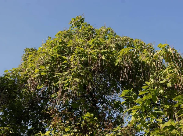 Árbol Katalpa Con Cáscaras Verdes Crecimiento Como Frutos —  Fotos de Stock