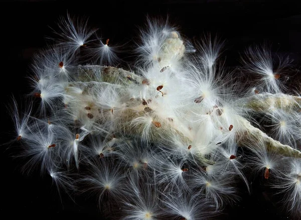 Taraxacum Üfleme Toplarının Tohumları Süt Otu Asclepias Syriaca — Stok fotoğraf