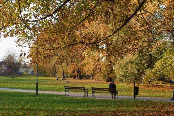 Autumnal Scenery Yellow Multicolor Foliage Deciduous Trees — Zdjęcie stockowe