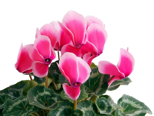 Pretty Pink Cyclamens Isolated Close — Stock Photo, Image