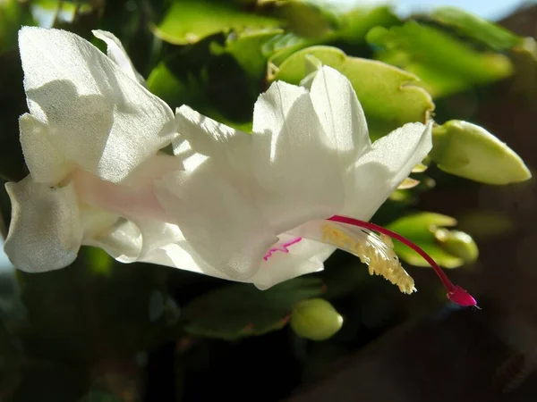 Ładny Biały Kwiat Epifyllum Bristol Queen Kaktusów Zbliżenie — Zdjęcie stockowe