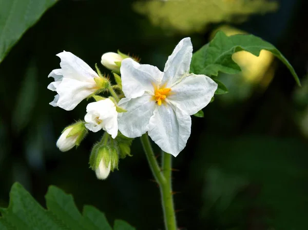 Белые Цветы Растения Solanum Sisymbriifolium Вблизи — стоковое фото