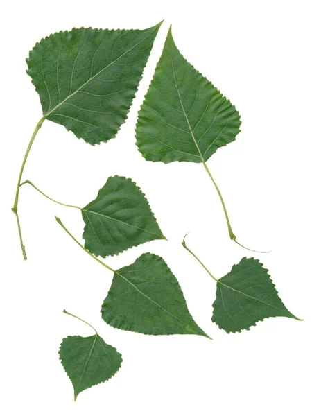 Gröna Blad Poppel Träd Isolerad — Stockfoto