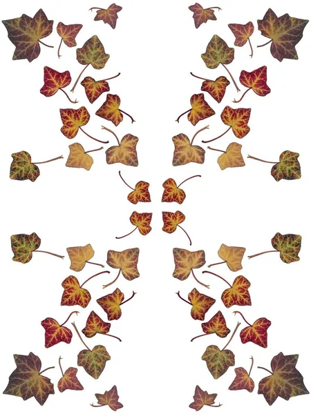 Meerkleurige Herfstbladeren Van Hedera Helix Geïsoleerd Als Patroon — Stockfoto