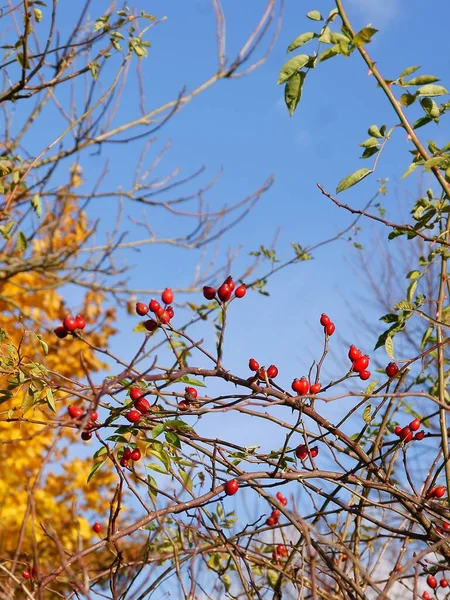 Rote Reife Früchte Von Rosa Canina Herbst — Stockfoto