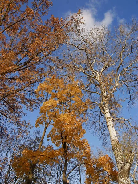Autumnal Scenery Yellow Multicolor Foliage Deciduous Trees — Stock Photo, Image