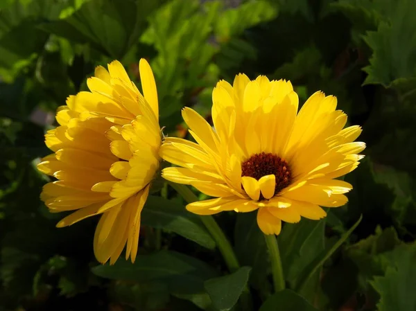 Flores Amarillas Flores Caléndula Cerca — Foto de Stock