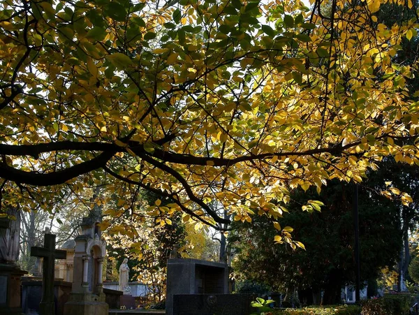 落葉樹の黄色や多色の葉を持つ秋の風景 — ストック写真
