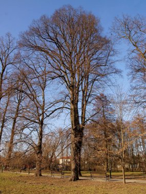Bahar manzarasında yapraksız ağaçlar