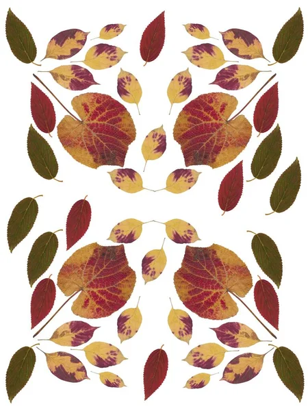 Composition Colorful Seasonal Autumnal Leaves Pattern Close — Fotografia de Stock
