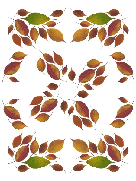 Composition Colorful Seasonal Autumnal Leaves Pattern Close — Stock Photo, Image